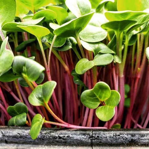 Ρεπάνι κόκκινο (Radish Red Coral)
Πικάντικο με κόκκινη ένταση

🌱 Fun fact: Προσθέτει χρώμα σε tacos και poke bowls.